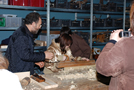 Museo del Falegname